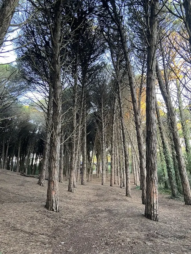 Bosque de carilo